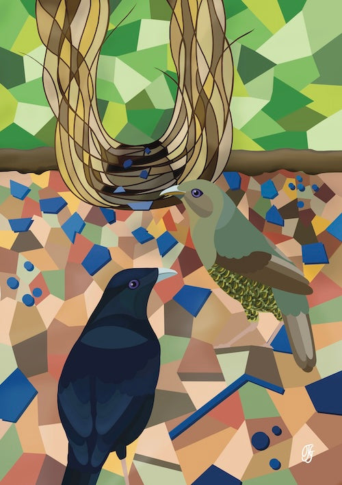 Gifts of Blue - Satin Bowerbirds