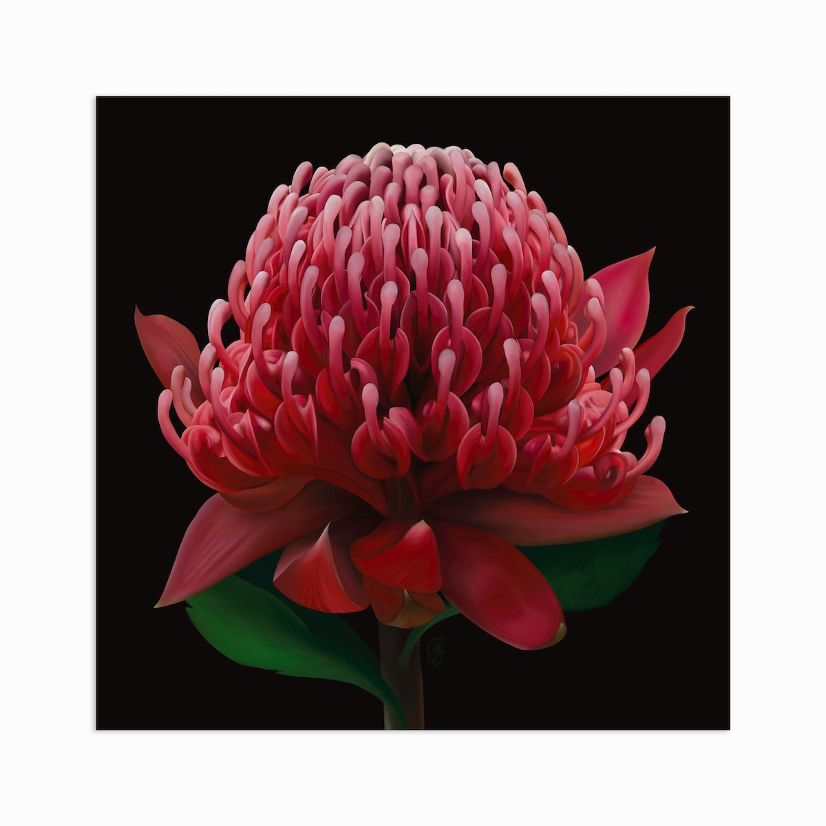 Wonderfully Waratah